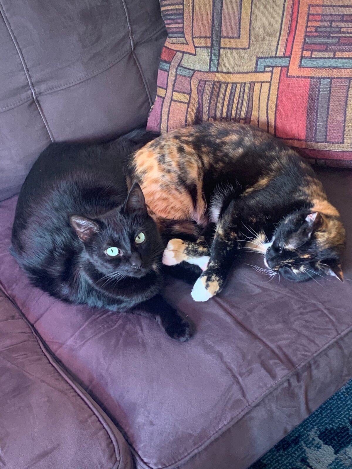 Two cats curled up together on a sofa